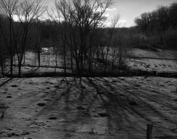 A grove of leafless trees cast shadows on a pasture.