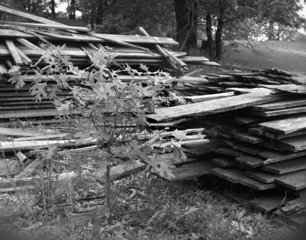 A young oak tree grows amid a lumber lot.