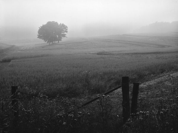 View of a rolling field in a dense fog. A wire fence with wooden posts stands in the foreground and a group of trees grow in the field.