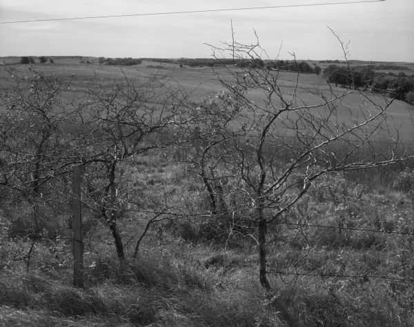 A country landscape towards the horizon with several apple trees near a fence in the foreground.