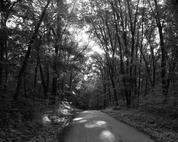 A tree-covered roadway in Wyalusing State Park. The early morning sun shines through the tree canopy.