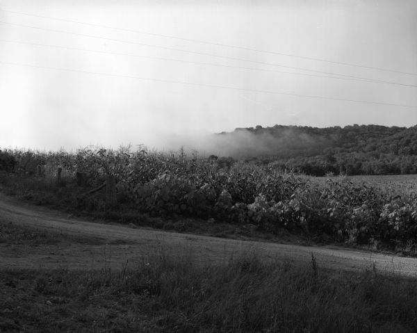 Fog lifts from a cornfield and low hills along Highway 131.