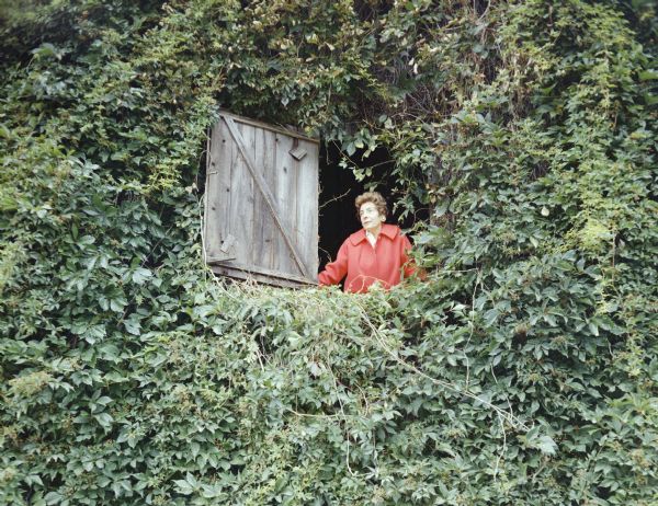 Mrs. Lloyd Lehman looks out the window of an ivy-covered barn. The barn is owned by Mr. and Mrs. Lehman.