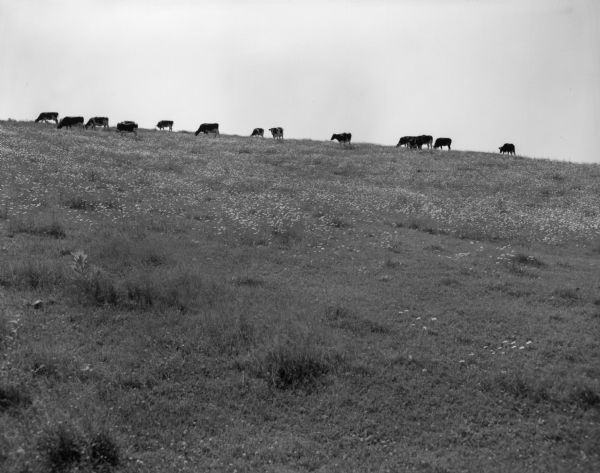View up hill of a group of cows grazing on a hilltop covered with daisies. The pasture was owned by Mr. Amos Steensland.