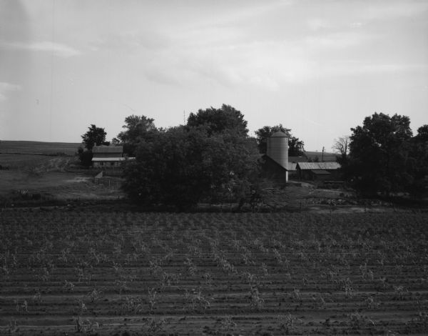 A group of farm buildings, as seen from across a field of growing corn. Several trees surround the farm buildings.
