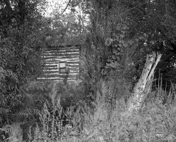A view of an abandoned log cabin obscured by plants and trees.