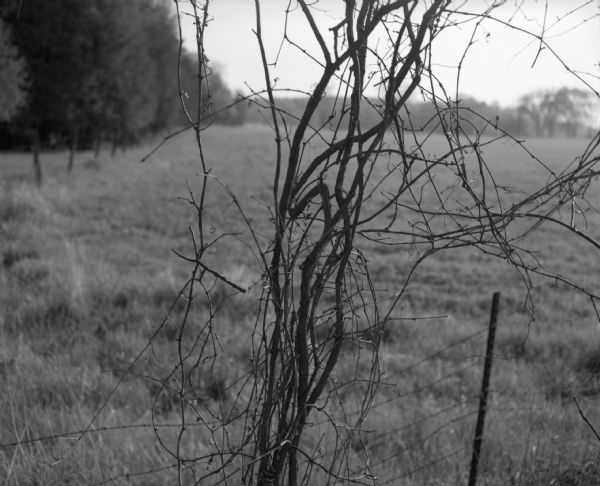 A close-up of a hanging vine near a wire fence. In the background is a field bordered by trees.