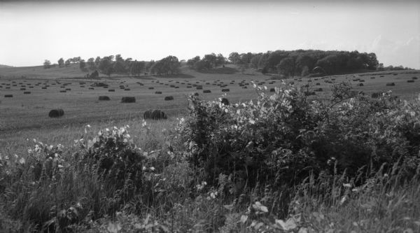 View from grassy border of a large field dotted with hay bales. Trees line a small ridge in the far background.
