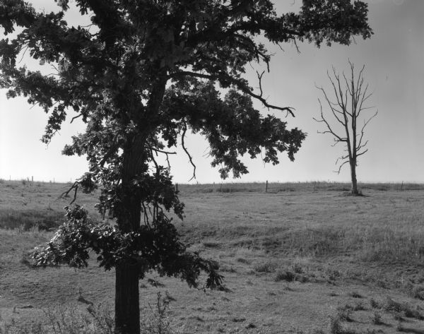 Two trees, one in the foreground that is living and another in the background that is dead, reside in a rural pasture. A wire fence runs through the pasture in the background.