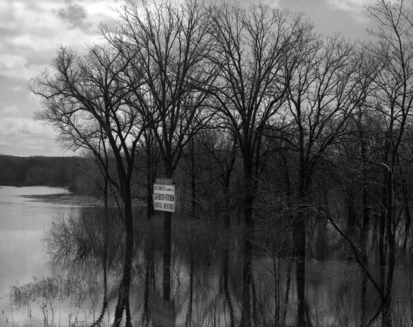 Flooded woods near the Wisconsin River. A sign for "The Dutch Kitchen" at Hotel Meyers is nailed to one of the trees.