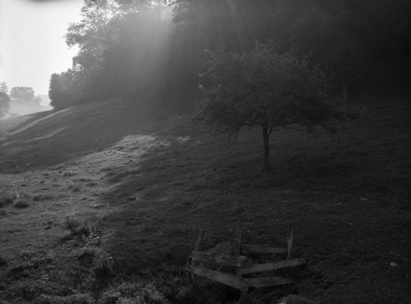 Early sunlight shines on a pasture hillside. A small tree and a small, wooden pen are in the foreground. In the background, numerous trees grow on the hill.