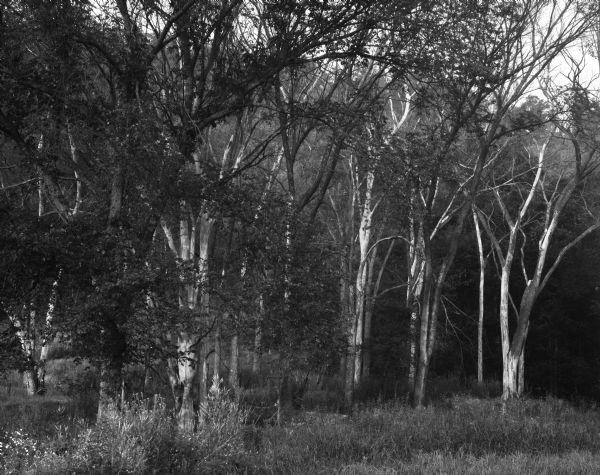 A grove of bare trees grows at the edge of a forest. Small shrubs and grasses grow at the foot of the trees.