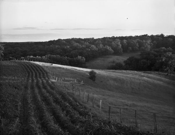 View down hill with rows of crops growing along a fence. On the other side of the fence is a meadow on which rays of sun are falling. A hill with trees is in the background.