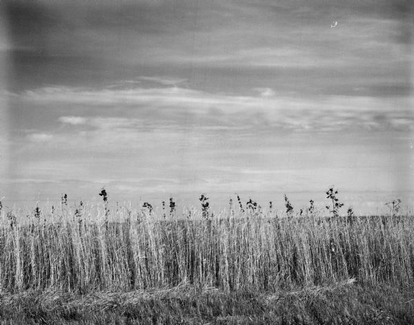 Tall grass grows at the roadside edge of a flat field.