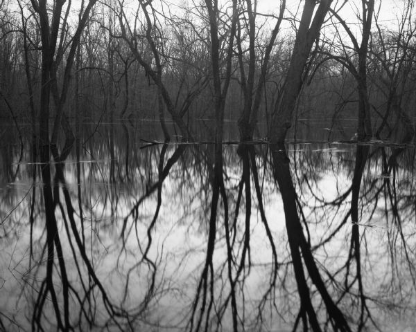 View of a grove of trees and their reflections in the flooded Wisconsin River bottomlands.