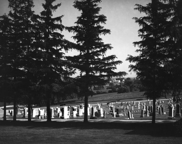 A country cemetery with a row of pine trees in the foreground. In the far distance is a farm.
