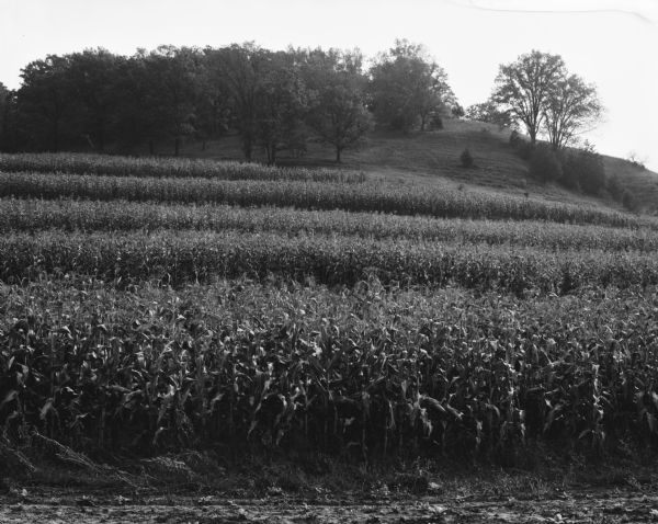 View of a strip-planted cornfield. A grove of trees grows on a ridge in the background.