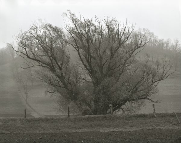A large willow(?) tree growing in a field. Several fences line the fields and a tree-lined ridge is in the background.