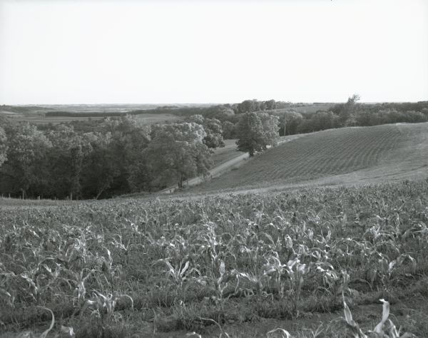 Landscape view of rolling croplands planted with corn. A dirt road is at the bottom of the hill, with trees beyond.
