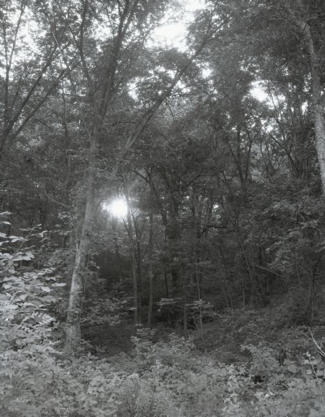 View of the setting sun shining through trees in a forest. Shrubs and plants line the forest floor.