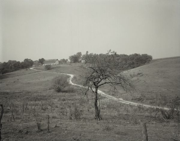 View from below of a long, dirt road winding along a hill that leads up to a farm. A small tree grows in the foreground.