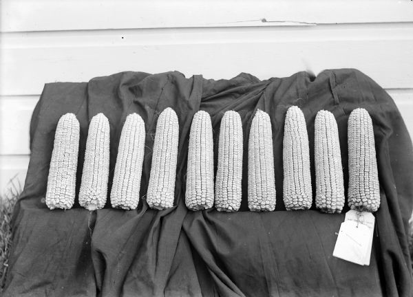 Close-up of ten prize winning ears of corn on display at the Grant County Fair.