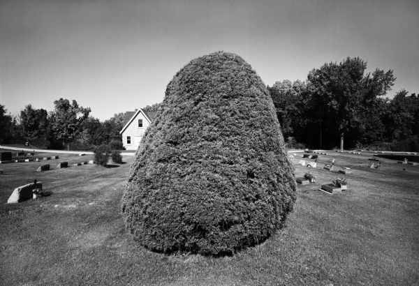 Large bush-like tree in cemetery.