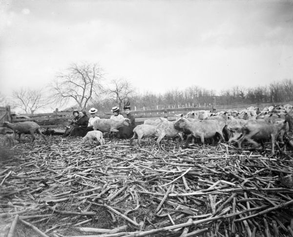 View across pen of five women with a small dog sitting near a fence in a pen full of sheep and lambs. Cornstalks are scattered across the floor of the pen.