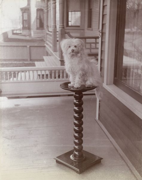 A small, white dog poses on top of a turned post pedestal table on a front porch. The fronts of other houses can be seen in the background.