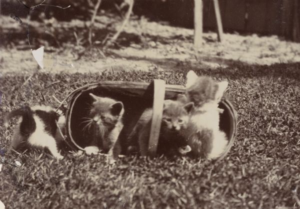 Four kittens play outdoors in and around a wicker basket on the ground.