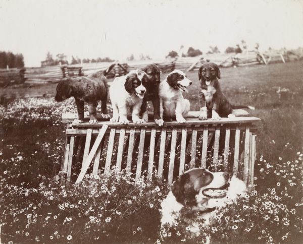 A litter of puppies stand on a wooden structure with (presumably) their mother below them in the foreground.
