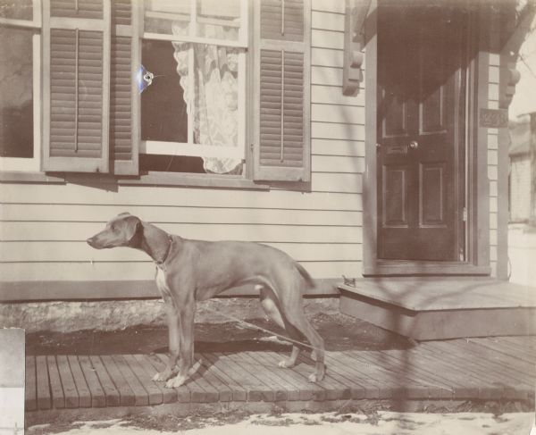 The Vandercook's dog, possibly a Greyhound mix, stands chained outside the house on a wooden sidewalk near the open front door.