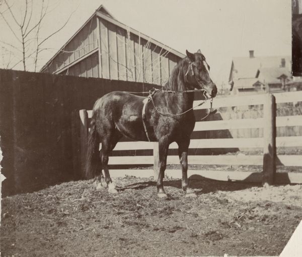 A pony belonging to Miss Eighury stands in a stable.