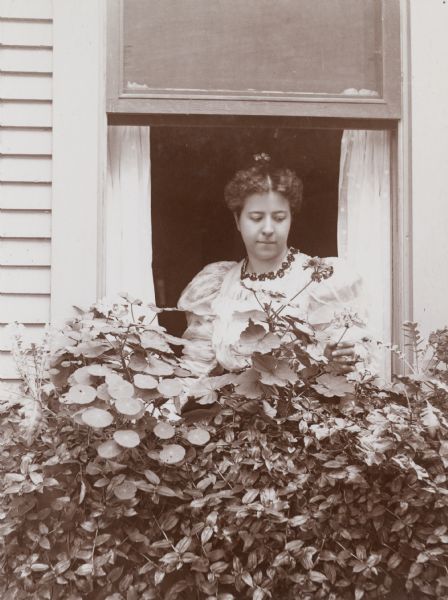View from outdoors of a woman, Mrs. Zimmerman, standing indoors at an open window tending to plants that grow in a window box.