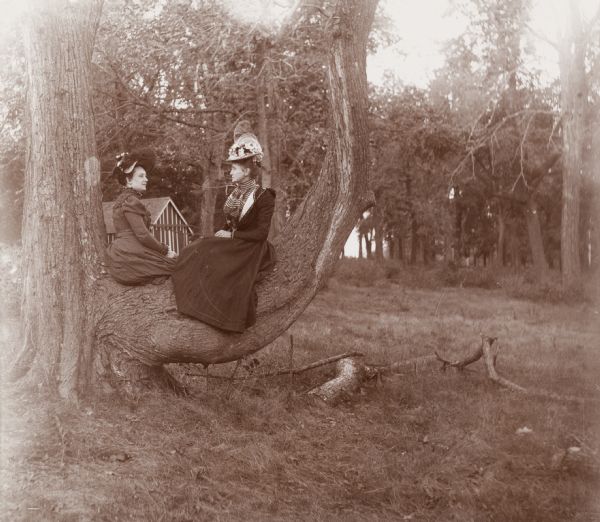 Two women, Mrs. Osborn and Mrs. Schildhauer, sit on a large tree limb near Mendota Drive.