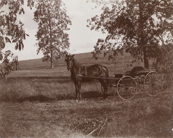 A horse stands in a field with trees, rigged up to an empty carriage.
