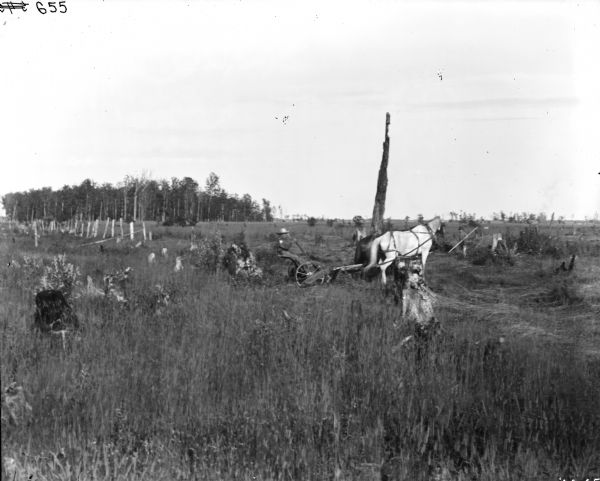 View across cutover land of a man or young boy driving a horse-drawn mower. There is a tall tree trunk behind the horses. Another man or young boy is standing on the right holding a long stick or pole. Trees are in the background on the edge of a field.