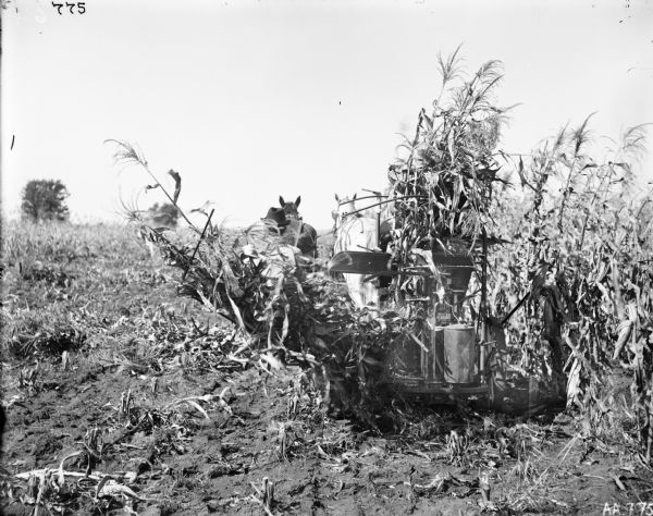 Rear view of a man with horse-drawn corn binder in cornfield.