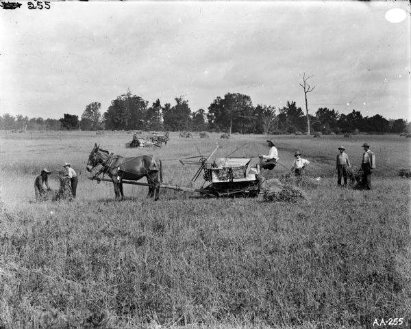 A group of men harvesting grain in a field. Two men are driving McCormick grain binders while other men work in the field. One of the binders is being pulled by a mule.