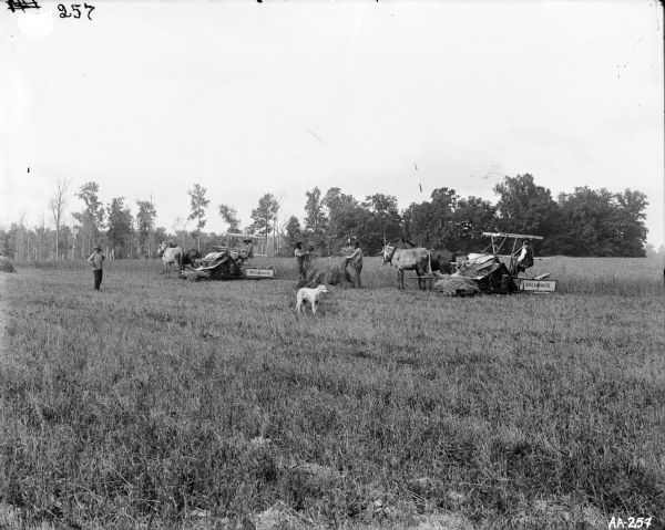 Group of men harvesting grain in a field. Two men are operating McCormick grain binders drawn by mules and horses. A dog is in the foreground.