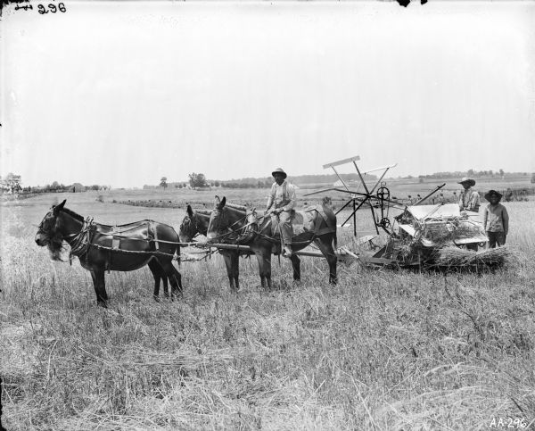 Three men harvesting grain. One man is operating a grain binder, another man is standing near him, and a third man is sitting on one of the mules. In the background are fields and farm buildings.