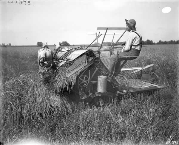 Boy operating a McCormick grain binder pulled by two white horses through a field. Trees are in the background.