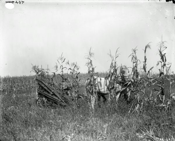 A man operating a horse-drawn corn binder is obscured by a single row of corn stalks in a field.