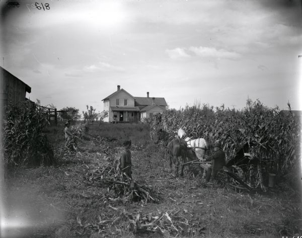 Three men are harvesting corn in a field. One of them is operating a horse-drawn corn binder. In the background a woman is standing holding a child in the doorway of a farmhouse, and beside her a man is sitting in a chair on the porch.