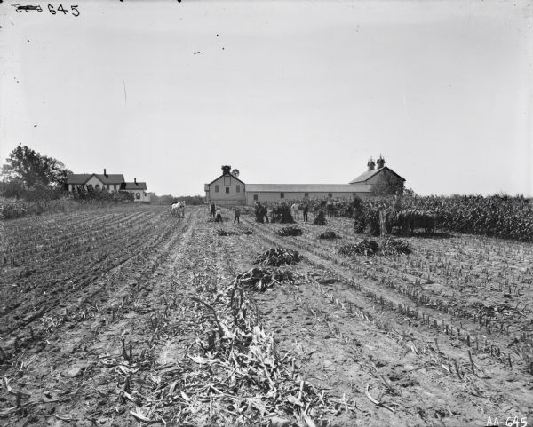 View down corn rows of field of a large group of men and boys harvesting corn stalks. Several men are filling a wagon. Behind them is a man operating a corn binder. Other men and boys are posing in the field, and in the background is a farmhouse near an elaborate barn.
