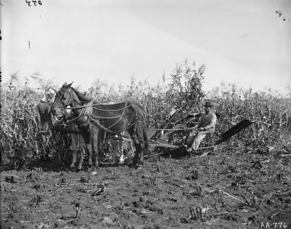 Farmer working along a row of corn with a horse-drawn corn binder. Both of the horses are wearing blinders and fly-nets.