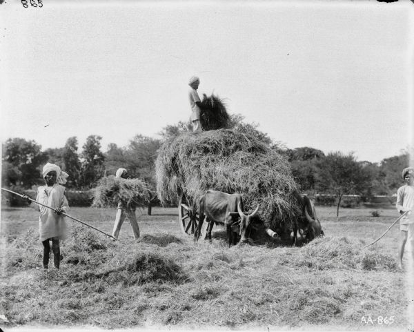 Men with hand harvesting tools and an ox-drawn hay cart in a foreign field (possibly India?).