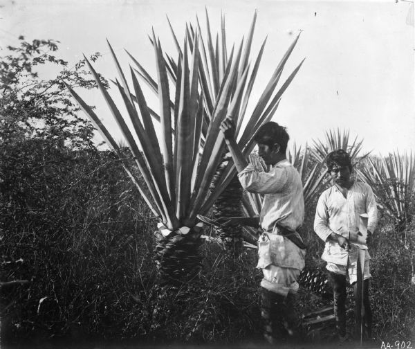 Workers standing in a field next to henequen or sisal plants, probably in Yucatan, Mexico.