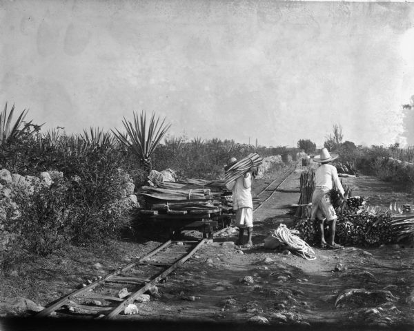 Two workers loading bundles of sisal leaves onto a tram car on a plantation in the Yucatan(?). The sisal or hennequen was used by the McCormick Company and its successor International Harvester for binder twine.