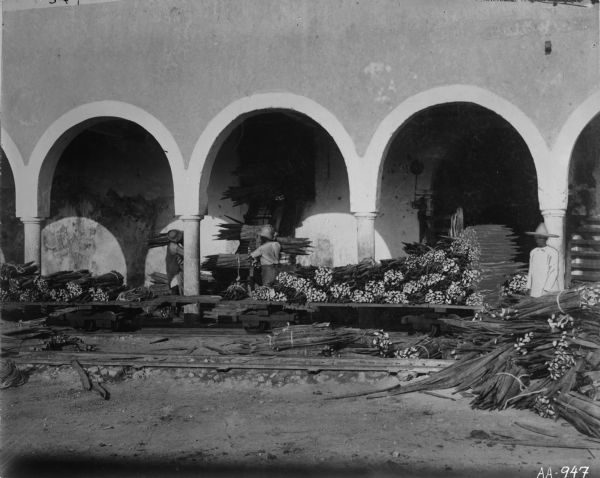 Workers stacking bundles of hennequen or sisal near a building with arches in Yucatan, Mexico. The McCormick Company and its successor International Harvester Company used sisal in the production of binder twine.